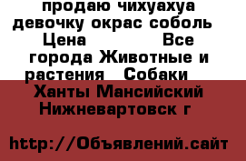 продаю чихуахуа девочку,окрас соболь › Цена ­ 25 000 - Все города Животные и растения » Собаки   . Ханты-Мансийский,Нижневартовск г.